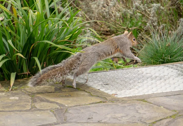 Eichhörnchen Auf Einem Boden Park — Stockfoto