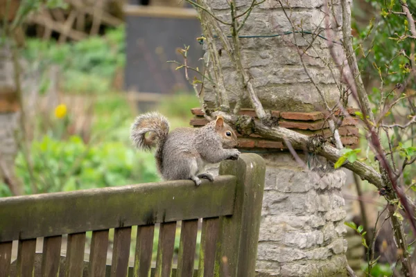 Eichhörnchen Auf Einer Bank Park — Stockfoto