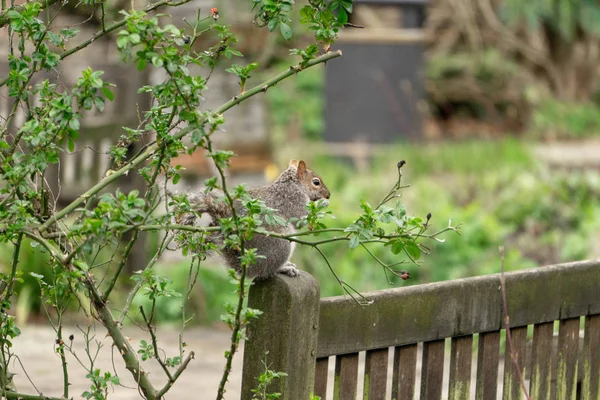 Eichhörnchen Auf Einer Bank Park — Stockfoto