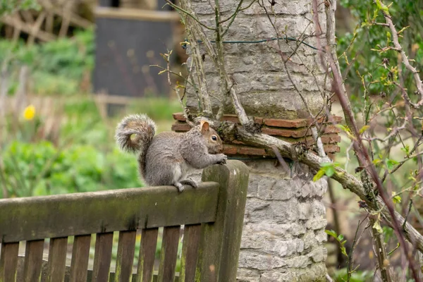 Eichhörnchen Auf Einer Bank Park — Stockfoto