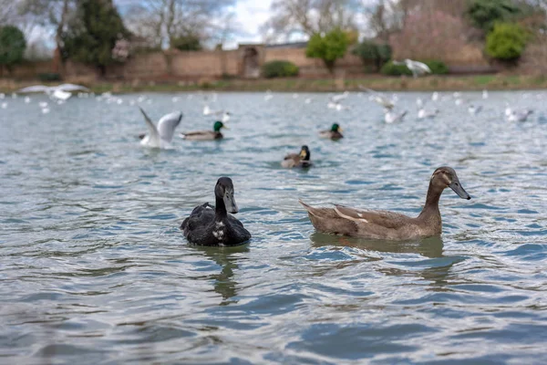 Ente Auf Dem Pfund Park — Stockfoto