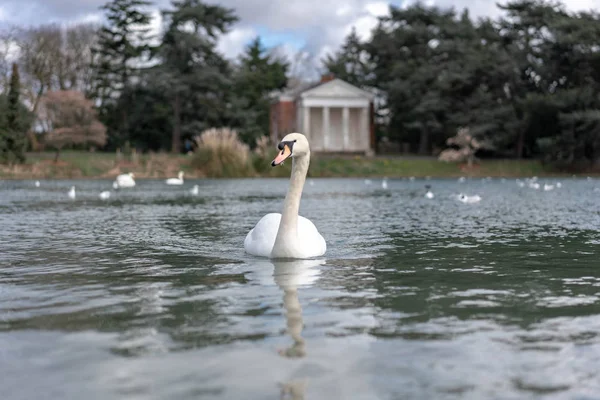 Weißer Schwan Auf Dem See Park — Stockfoto