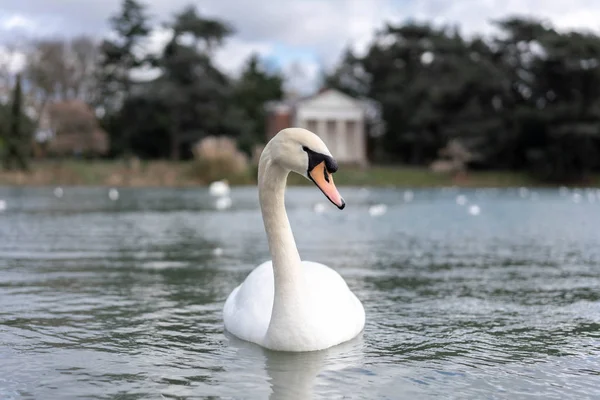 Белый Лебедь Озере Парке — стоковое фото