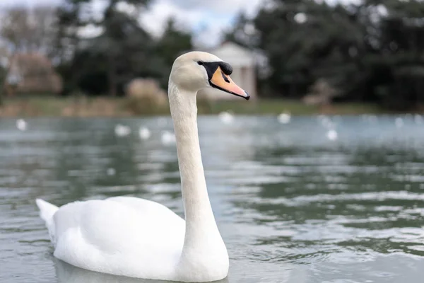 Vit Svan Sjön Parken — Stockfoto