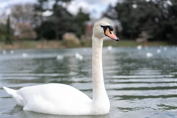 Weißer Schwan Auf Dem See Park — Stockfoto