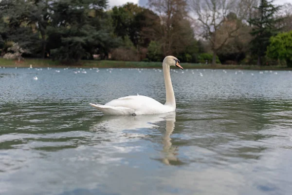 Weißer Schwan Auf Dem See Park — Stockfoto