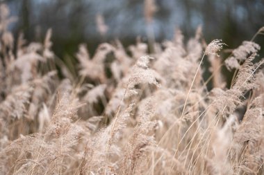 ilkbaharda orman tarafından uzun boylu kuru çim