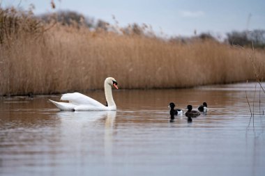 Yüksek kuru otlu gölde beyaz bir kuğu.