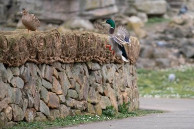 ormanda uçan ördek