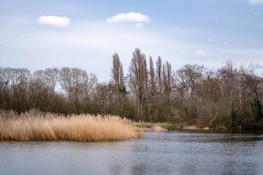 orman tarafından kuru uzun boylu çim ile göl
