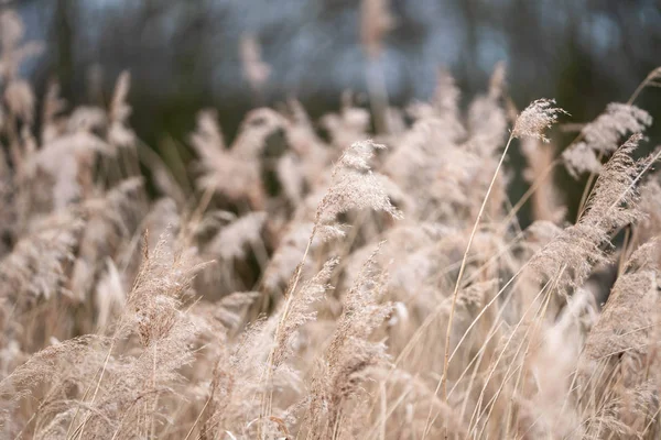 ilkbaharda orman tarafından uzun boylu kuru çim
