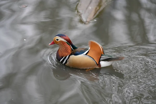 ducks by the pond in spring