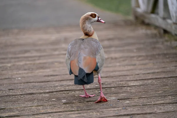 Gäss Vid Sjön Parken Våren — Stockfoto