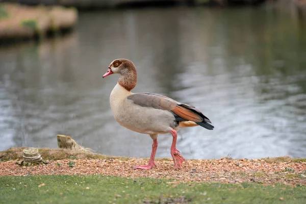 Oche Riva Lago Nel Parco Primavera — Foto Stock