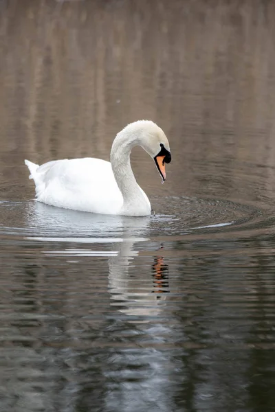 Cisne Blanco Lago Con Hierba Seca Alta — Foto de Stock