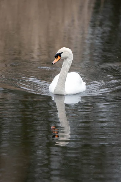 Cisne Blanco Lago Con Hierba Seca Alta — Foto de Stock