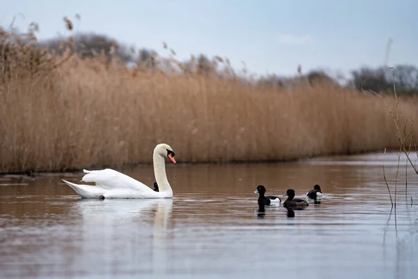 Cisne Blanco Lago Con Hierba Seca Alta — Foto de Stock