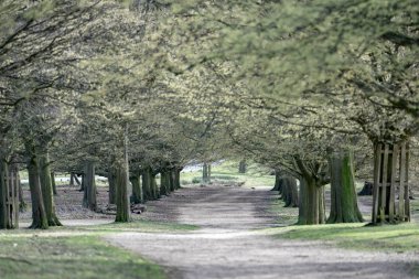 Bahar parkta sokakta