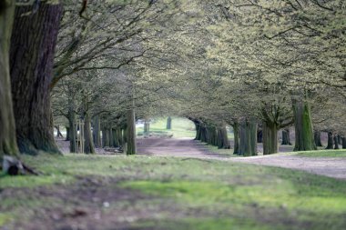 Bahar parkta sokakta