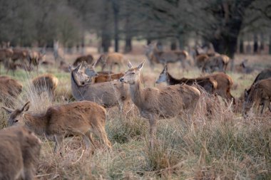 bahar ormanında genç geyik sürüsü