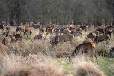 bahar ormanında genç geyik sürüsü