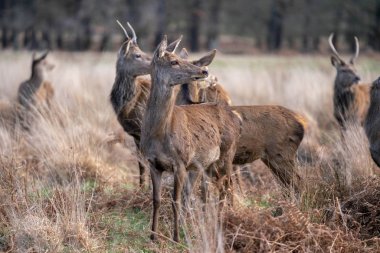 bahar ormanında genç geyik sürüsü