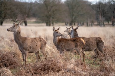bahar ormanında genç geyik sürüsü