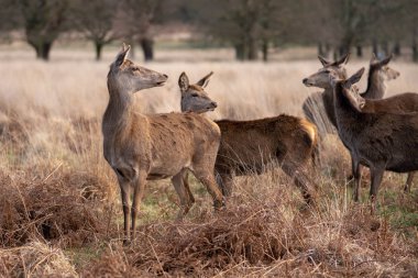 bahar ormanında genç geyik sürüsü