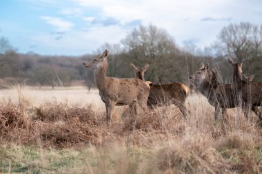 bahar ormanında genç geyik sürüsü