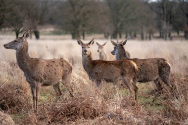 bahar ormanında genç geyik sürüsü