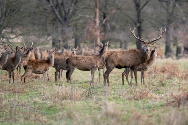 bahar ormanında genç geyik sürüsü