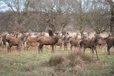 bahar ormanında genç geyik sürüsü