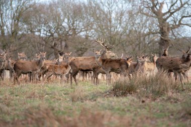 bahar ormanında genç geyik sürüsü