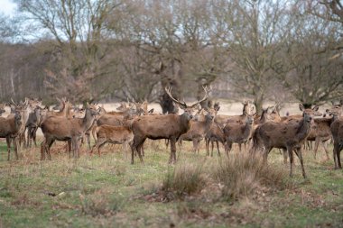 bahar ormanında genç geyik sürüsü