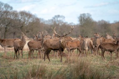 bahar ormanında genç geyik sürüsü