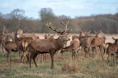 bahar ormanında genç geyik sürüsü