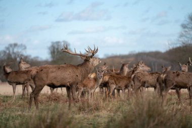 bahar ormanında genç geyik sürüsü