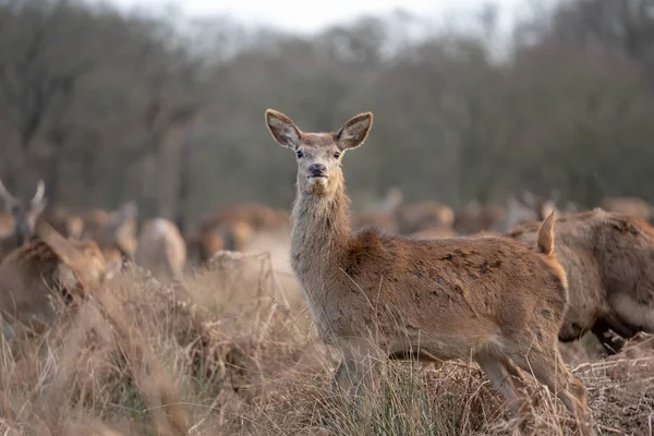 Troupeau Jeunes Cerfs Dans Forêt Printanière — Photo