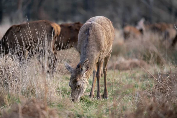 Herde Junger Hirsche Frühjahrswald — Stockfoto