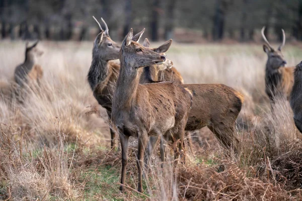 bahar ormanında genç geyik sürüsü