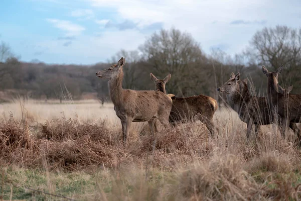 Troupeau Jeunes Cerfs Dans Forêt Printanière — Photo