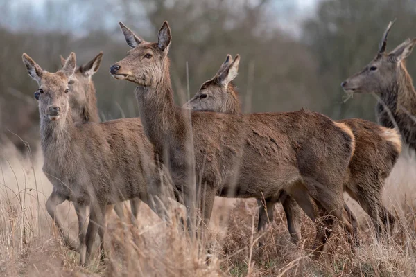 Troupeau Jeunes Cerfs Dans Forêt Printanière — Photo