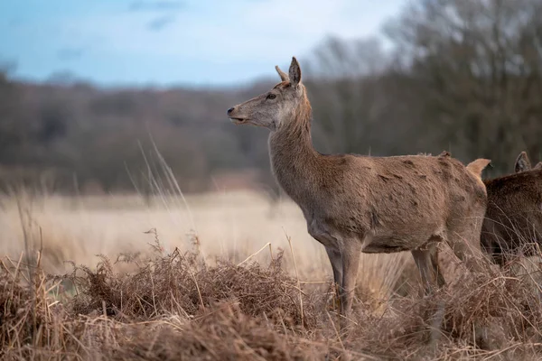 Troupeau Jeunes Cerfs Dans Forêt Printanière — Photo