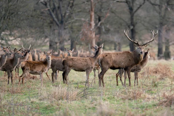 Herd Young Deer Spring Forest — Stock Photo, Image