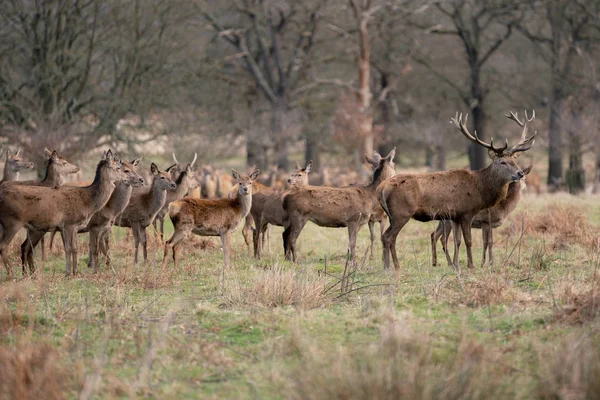 bahar ormanında genç geyik sürüsü