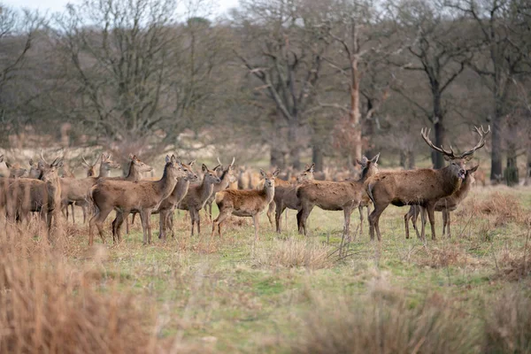 Troupeau Jeunes Cerfs Dans Forêt Printanière — Photo