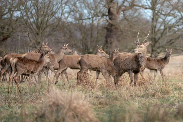 Herd Young Deer Spring Forest — Stock Photo, Image