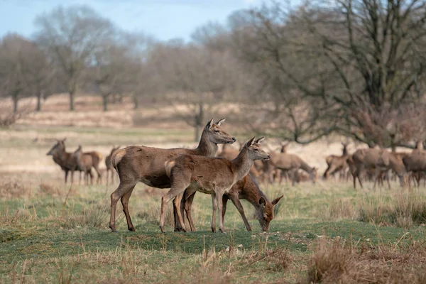 Troupeau Jeunes Cerfs Dans Forêt Printanière — Photo