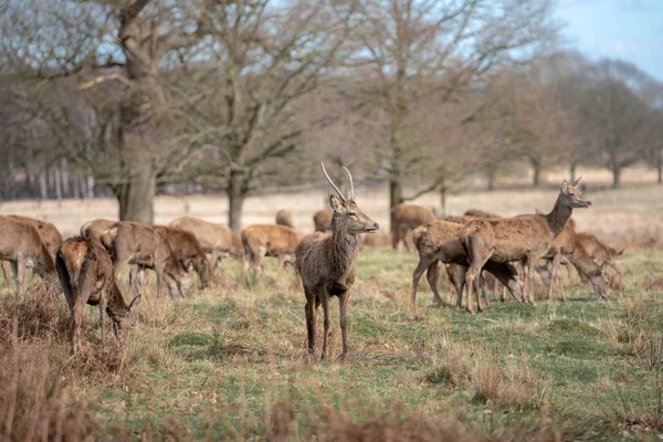 Troupeau Jeunes Cerfs Dans Forêt Printanière — Photo