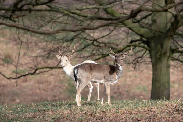 Troupeau Jeunes Cerfs Dans Forêt Printanière — Photo